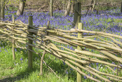 Plants growing on field