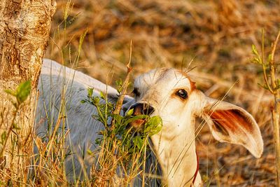 View of an animal on field