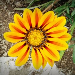 Close-up of a yellow flower blooming outdoors