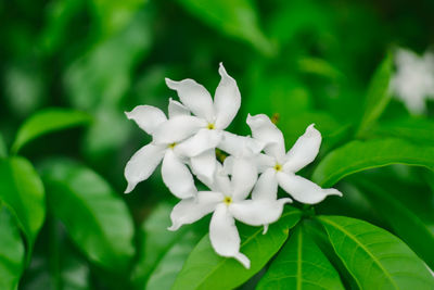 Close-up of white flower blooming outdoors