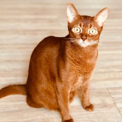 Portrait of cat standing on floor
