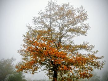 Low angle view of tree against sky