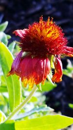 Close-up of bee pollinating on red flower