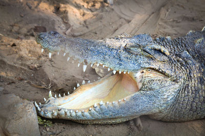 Close-up of crocodile