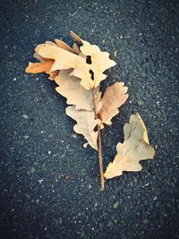 High angle view of maple leaves on street