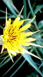 Close-up of yellow flowers