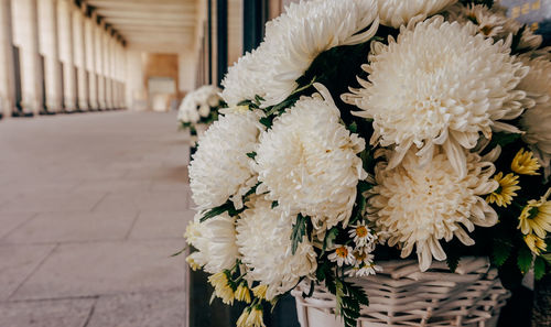 Close-up of white flowering plant