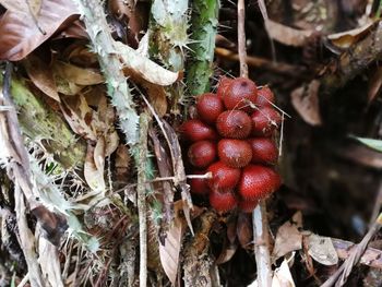 Close-up of fruits growing on tree
