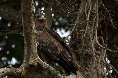 Tawny eagle perching on tree