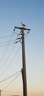 Low angle view of bird perching on cable against sky