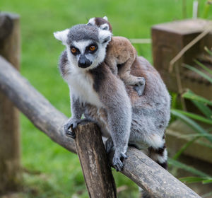 Portrait of lemurs sitting on railing