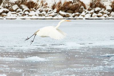 Bird in water