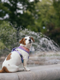 Dog looking away