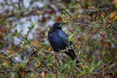 Bird perching on a tree