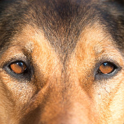 Close-up portrait of dog