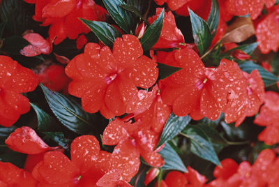 Close-up of raindrops on red leaves