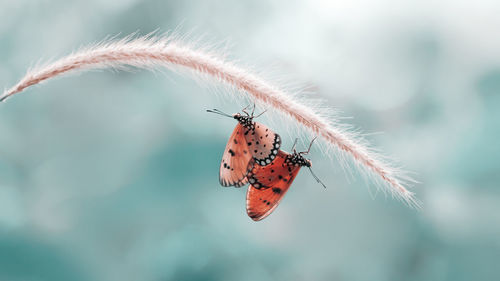 Close-up of butterfly on flower