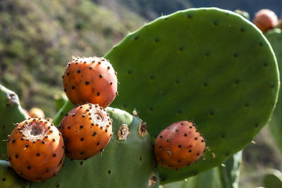 Close up shot of prickly pear with mountain background