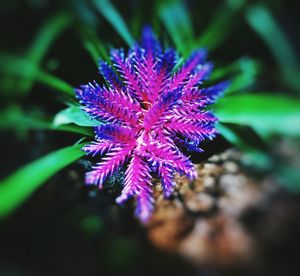 Close-up of purple flowers