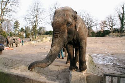 Elephant in a zoo