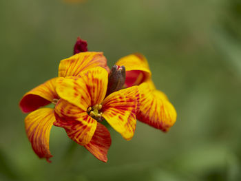 Close-up of yellow flower