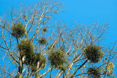 Low angle view of flowering plant against blue sky