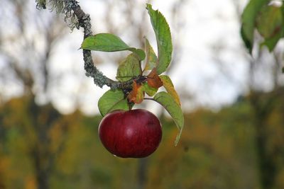 Close-up of berries on tree