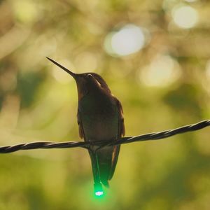 Close-up of bird perching on tree