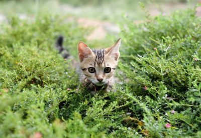 Portrait of a cat on field