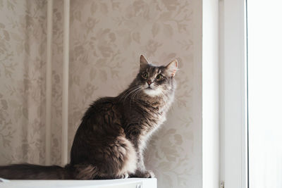 Portrait of a cat looking away