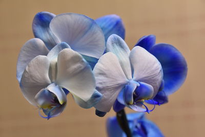 Close-up of blue orchid