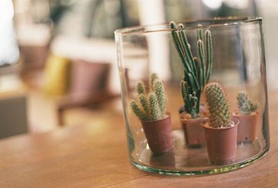 Close-up of potted cactus in glass jar on table