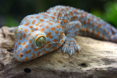 Close-up of lizard on rock