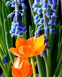 Close-up of purple flowering plant