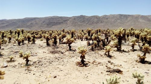 Scenic view of desert against sky