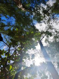 Low angle view of trees against sky on sunny day