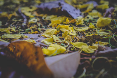 Close-up of yellow leaves on plant