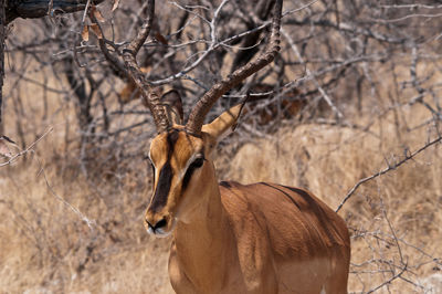 Antilope head