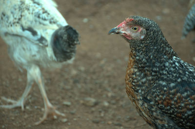 Close-up of birds in field