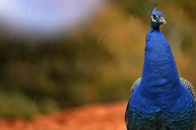 Close-up portrait of peacock