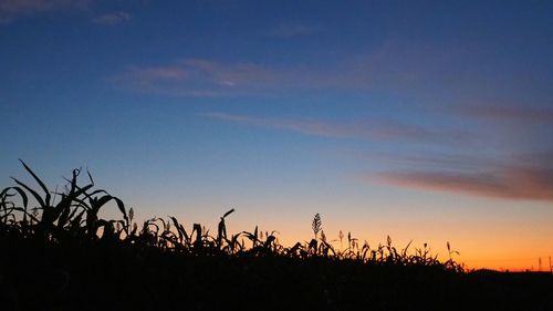 Silhouette plants on field against sky during sunset