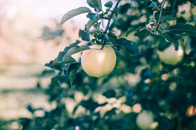 Yellow green apples on branches in orchard garden. summer autumn day in countryside.