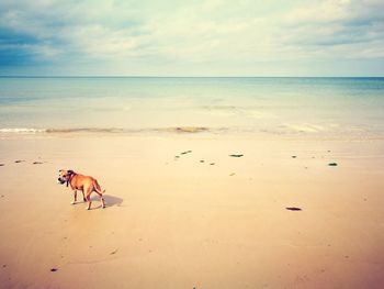 Side view of dog standing on shore at beach