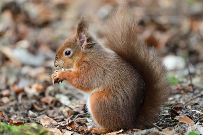 Portrait of a red squirrel eating a nut