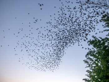 Low angle view of birds flying in sky