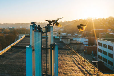 Birds in city against sky during sunset