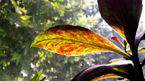 Close-up of autumn leaves on plant