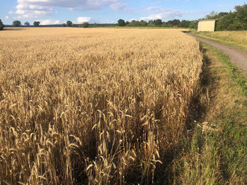 Crops growing on field against sky