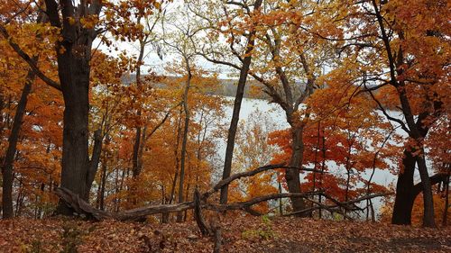 Low angle view of tree in forest during autumn