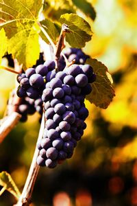 Close-up of grapes growing in vineyard